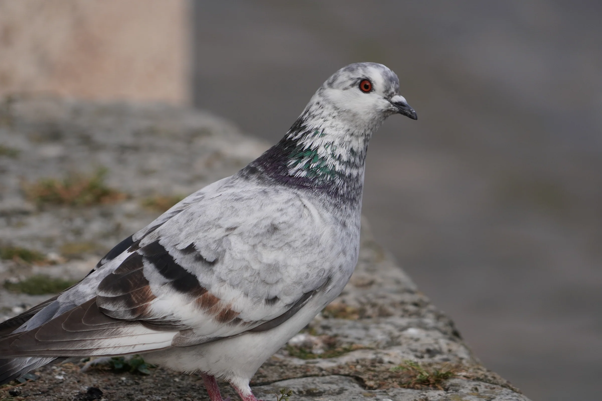 Pigeon, feather and eye detail